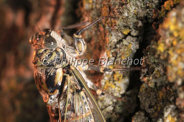 cicada orni 2.JPG - Cigale griseCicada orniHemiptera, CicadidaeFrance